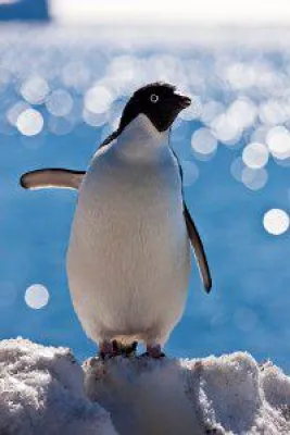 Bild: Abenteuerreisen auf allen sieben Weltmeeren