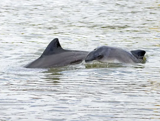 Bild: Wale vor der Haustür! 10 Tage Naturerlebnis bei den Schweinswal-Tagen ab 24. April in Wilhelmshaven