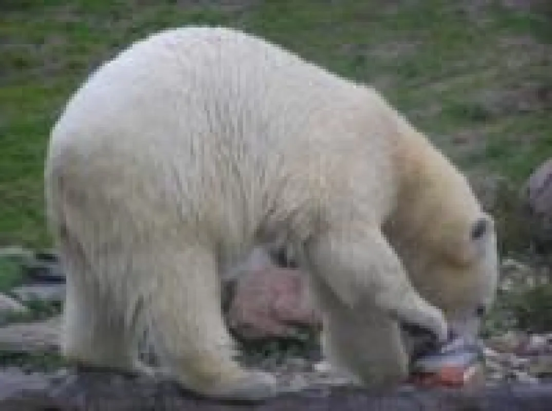 Gemeinsames Eisbären-Gewinnspiel von FamilienkulTour und WWF