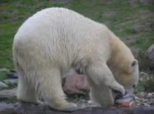 Bild: FamilienkulTour und WWF kooperieren