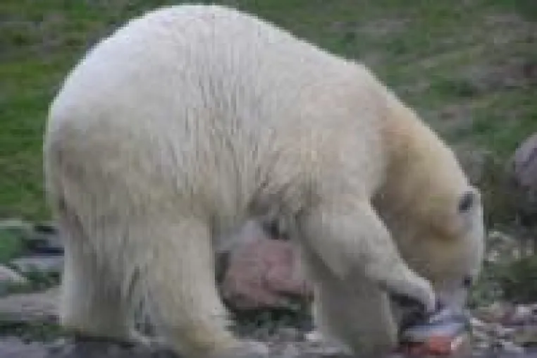 FamilienkulTour und WWF kooperieren Bild: FamilienkulTour und WWF kooperieren