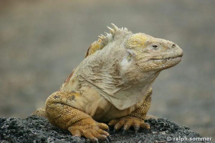 Bild: Landleguane auf der Galapagos Insel Santiago freigelassen
