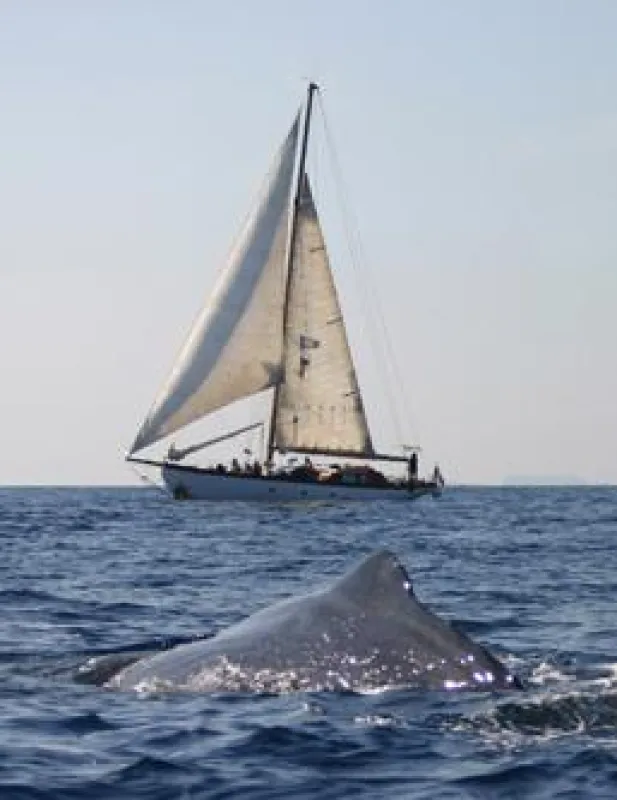Pottwal, Foto: Delphis