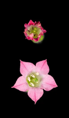 Bild: Wie väterliche Mitochondrien die Fruchtbarkeit von Pflanzen wiederherstellen