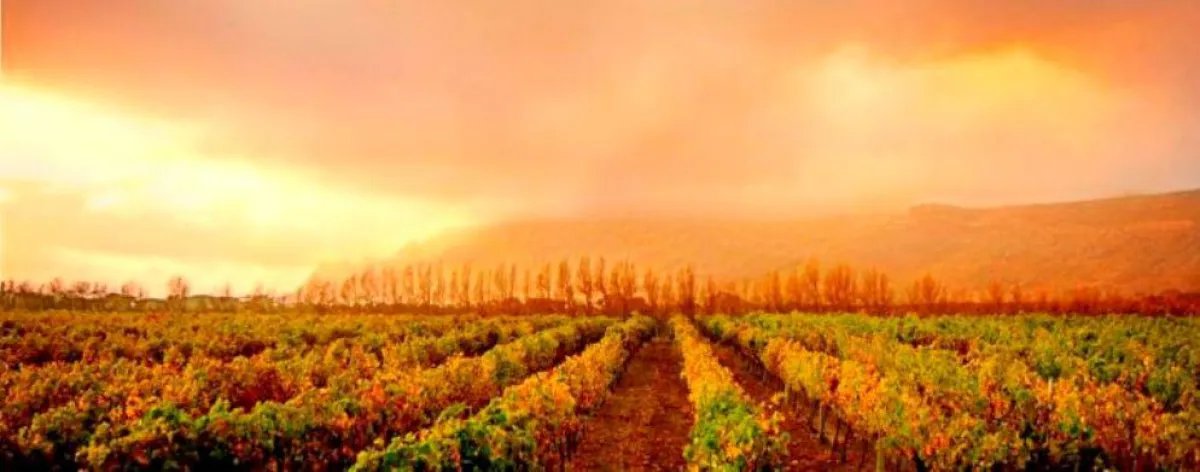 Steenberg Vineyards small.jpg