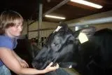 Bild: Sehr erfolgreiches AVA-Kälber-Seminar für Tierärzte in der Bestandsbetreuung von Milchkuherden