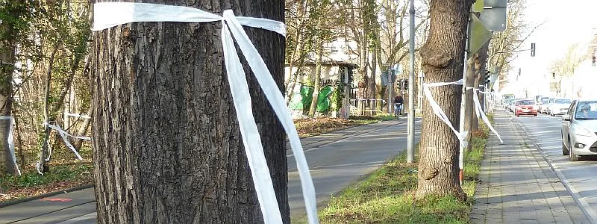 Markierte Bäume. Foto: A. Wulf