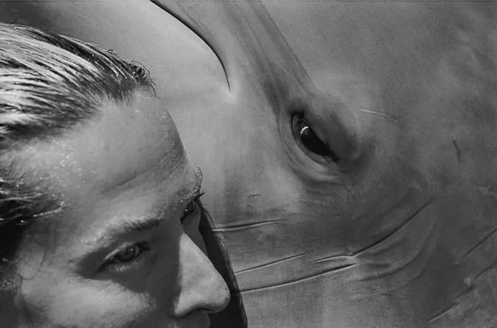 Bild: Homage to Creation - Earth and Ocean / The Elephant Man and Dolphins