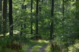 Bild: Auf dem Holzweg – Die fünf größten Waldirrtümer