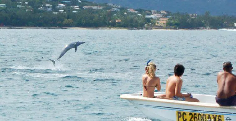 Mauritius Delfinschwimmen im Einklang mit der Natur Bild: Mauritius Delfinschwimmen im Einklang mit der Natur