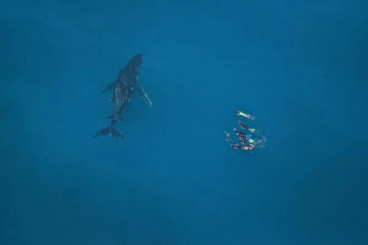 Schwimmen mit einem Buckelwal, ©Live Ningaloo an Australiens Korallenküste