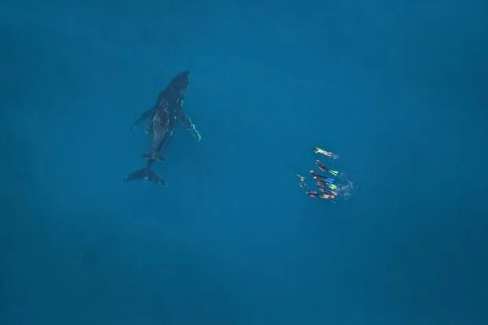 Bild: Schwimmen mit Buckelwalen am Ningaloo Reef, Fortsetzung in 2018