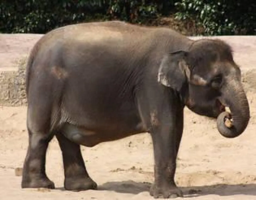 Elefantendame Sayang präsentiert stolz ihren Babybauch