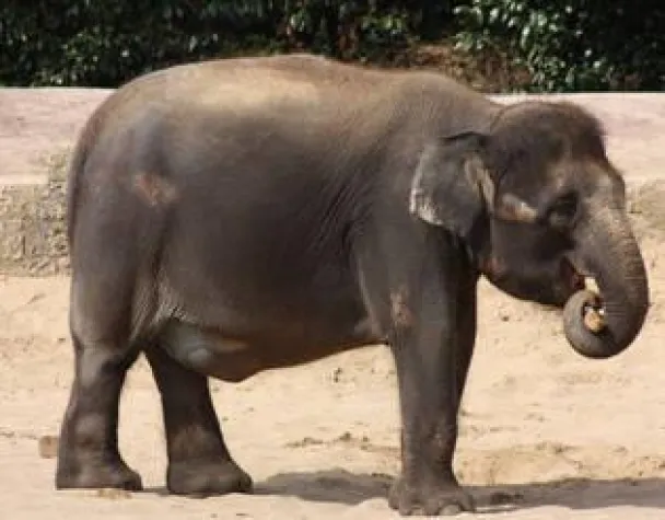 Luftraum gesperrt: Flugverbot auch für den Storch? Bild: Luftraum gesperrt: Flugverbot auch für den Storch?