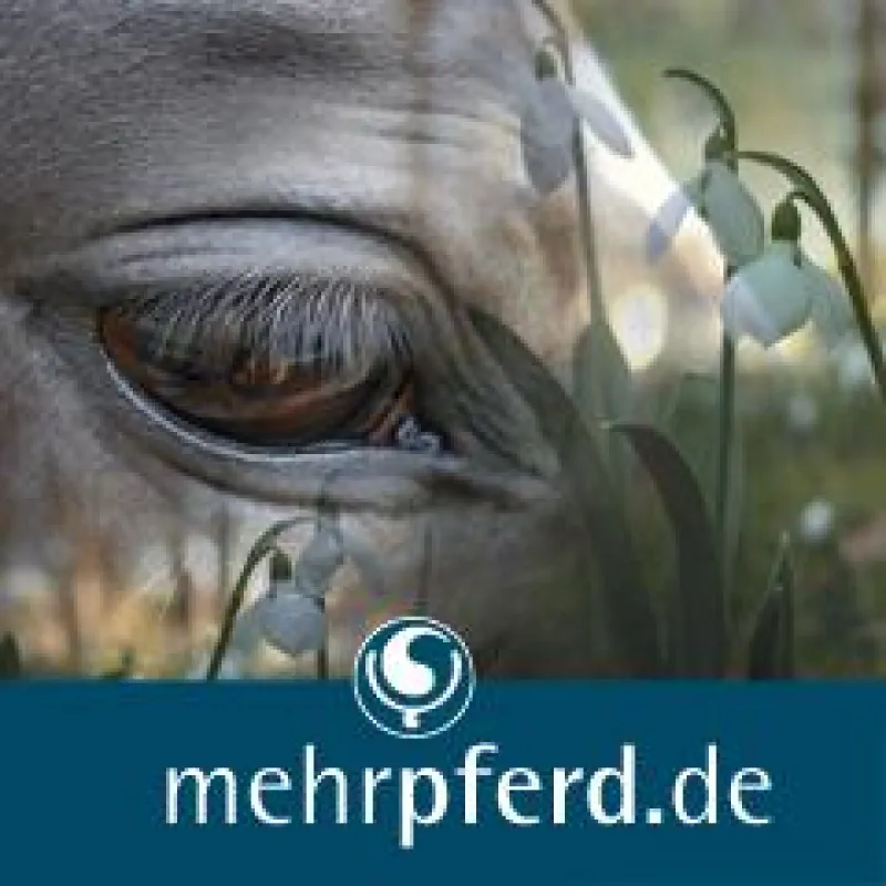 mehrpferd.de Der Klick zu den Pferden