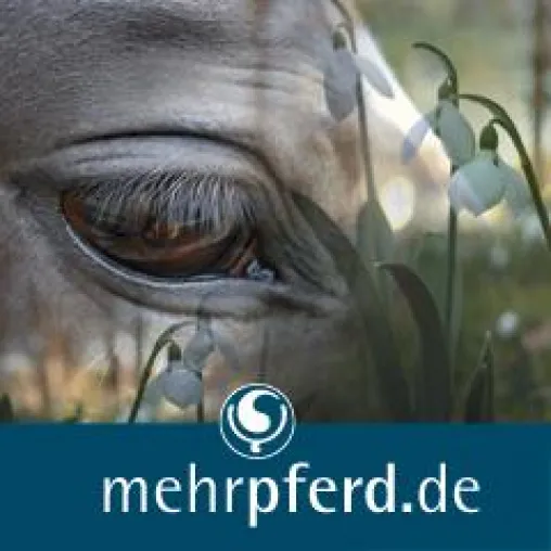 Bild: Der Klick zu den Pferden - mehrpferd.de ist online