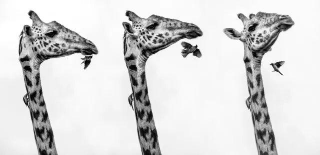 Bild: Gift Guide: Einzigartige Fine Art Wildlife Prints von Beverly Joubert