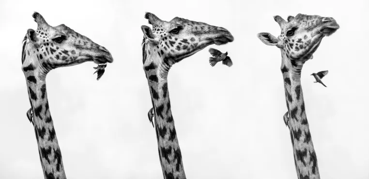 Bild: Gift Guide: Einzigartige Fine Art Wildlife Prints von Beverly Joubert