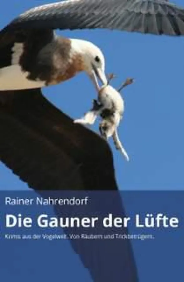 Fregattvogel erbeutet junge Rußseeschwalbe