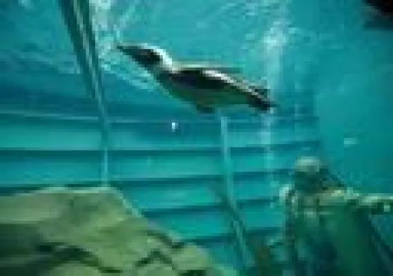 Bild: Pinguine erobern Schiff im Erlebnis-Zoo Hannover