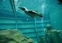 Pinguine erobern Schiff im Erlebnis-Zoo Hannover Bild: Pinguine erobern Schiff im Erlebnis-Zoo Hannover