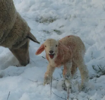 Bild: AGfaN e.V. rät - Bei Tierquälerei Beweissicherung durch Polizei vornehmen lassen