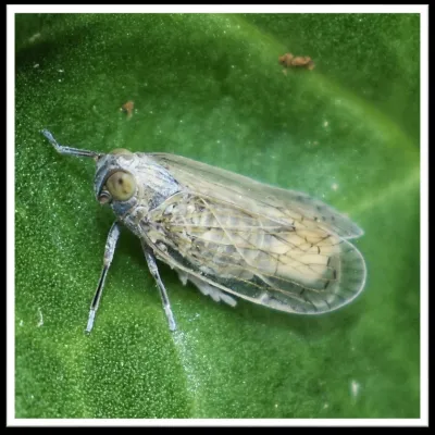 Schilf-Glasflügelzikade: Gemeinsames Handeln von Forschung, Züchtung und Praxis ist zentral Bild: Schilf-Glasflügelzikade: Gemeinsames Handeln von Forschung, Züchtung und Praxis ist zentral