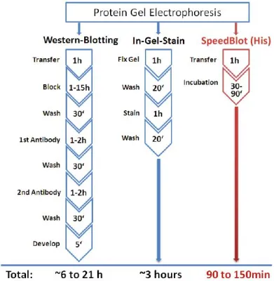 Schnell, einfach, effizient – Eleganter Nachweis His-getaggter Proteine im Western Blot mit SpeedBlot (His) Bild: Schnell, einfach, effizient – Eleganter Nachweis His-getaggter Proteine im Western Blot mit SpeedBlot (His)