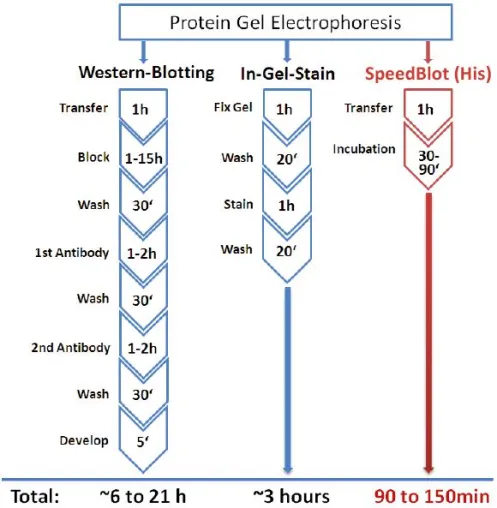 Bild: Schnell, einfach, effizient – Eleganter Nachweis His-getaggter Proteine im Western Blot mit SpeedBlot (His)