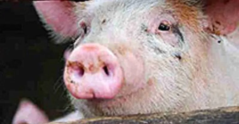 Bild: Durchfall bei Tieren- die Gefahr in der konventionellen Tierhaltung