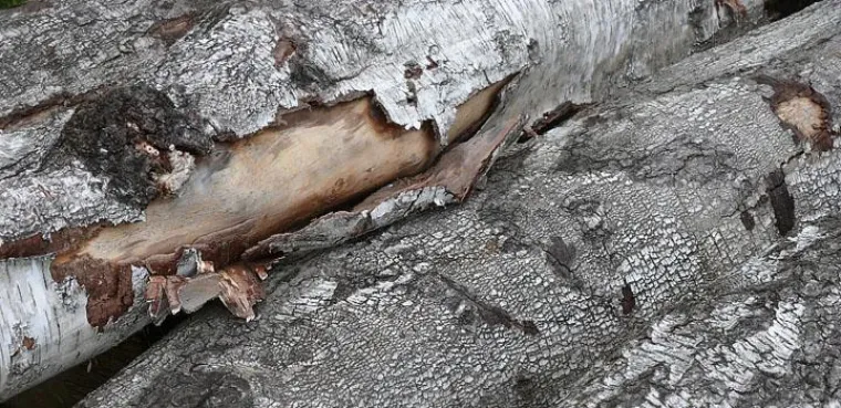 Bild: RAINER MARIA STARK auf der Berliner Liste 2010