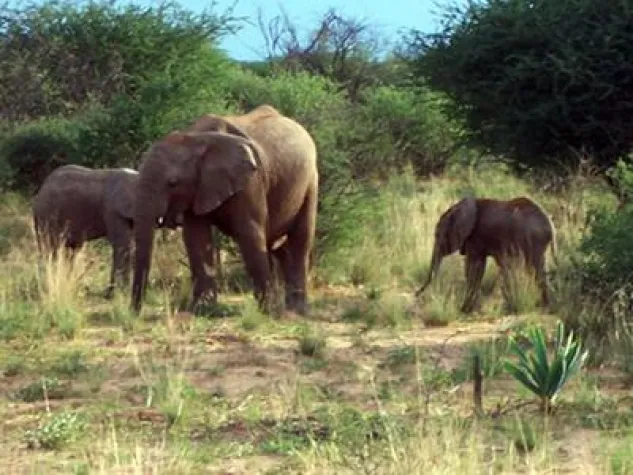 Fünftes Elefantenbaby auf OKAMBARA Bild: Fünftes Elefantenbaby auf OKAMBARA