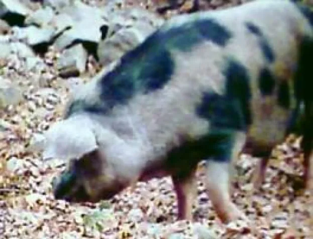 Bild: Chinesische Versicherungsaufsicht: Gebärfähige Säue können versichert werden