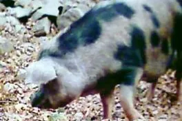 Chinesische Versicherungsaufsicht: Gebärfähige Säue können versichert werden Bild: Chinesische Versicherungsaufsicht: Gebärfähige Säue können versichert werden