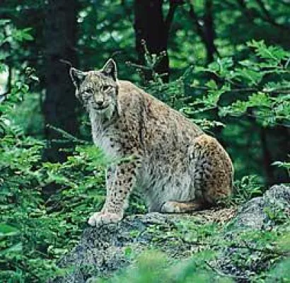 Bild: Erlebnis in den Naturparks in Bayern Pflanzen und Tierwelt fotografieren
