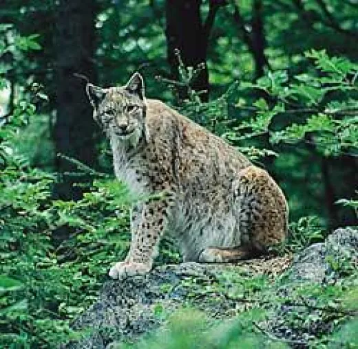 Bild: Erlebnis in den Naturparks in Bayern Pflanzen und Tierwelt fotografieren