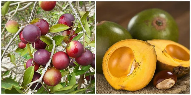 Bild: Neue Superfoods: Camu-Camu und Lucuma