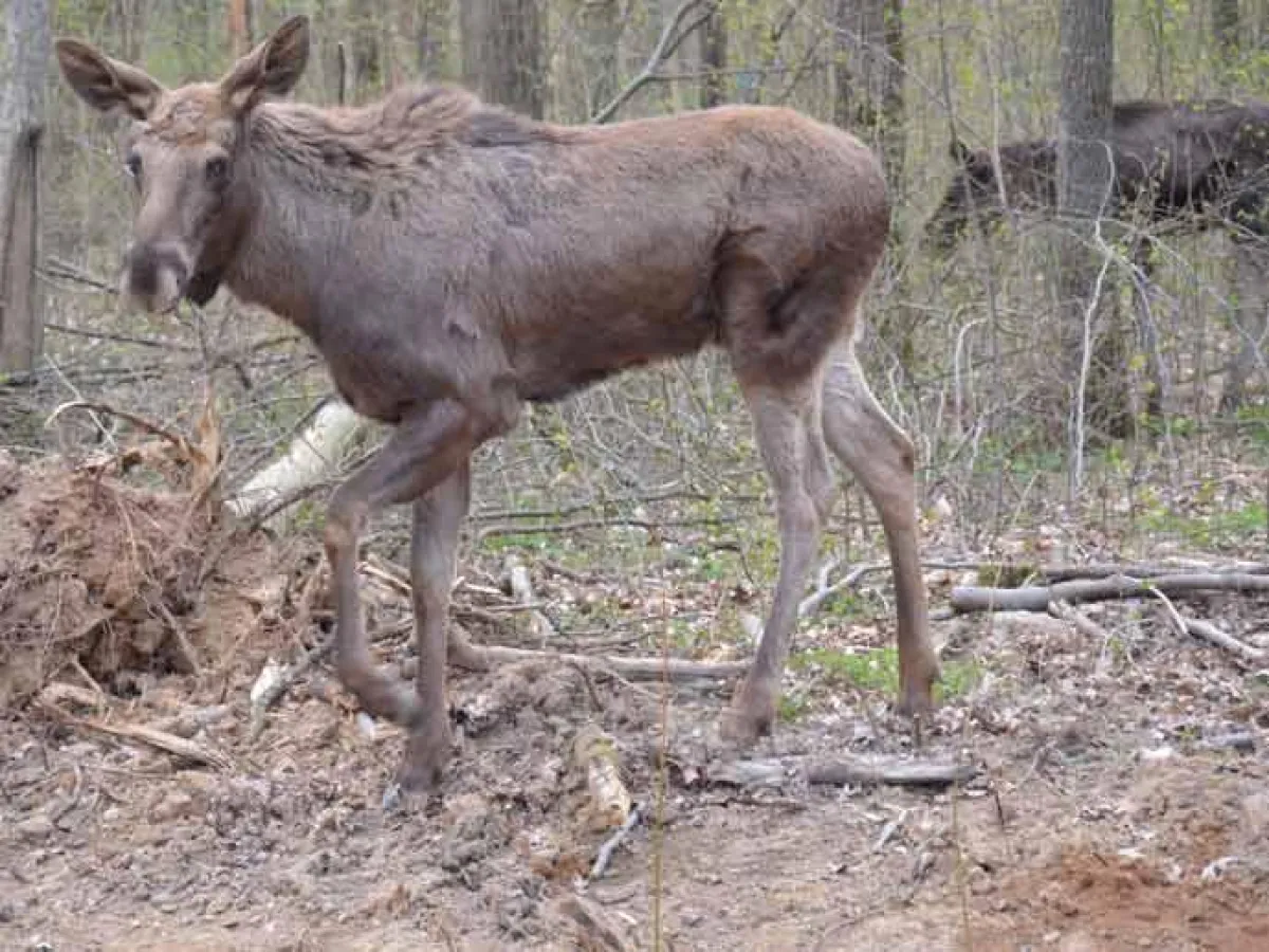 Wildpark Bad Mergentheim Elchbulle