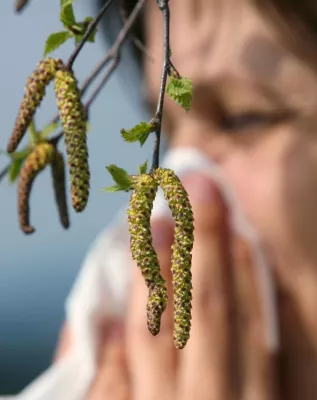 Erkältung oder Allergie? Bild: Erkältung oder Allergie?
