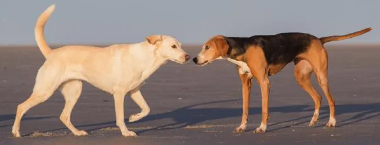 Qualitätsverlust bei Zertifizierung von Hundetrainern Bild: Qualitätsverlust bei Zertifizierung von Hundetrainern