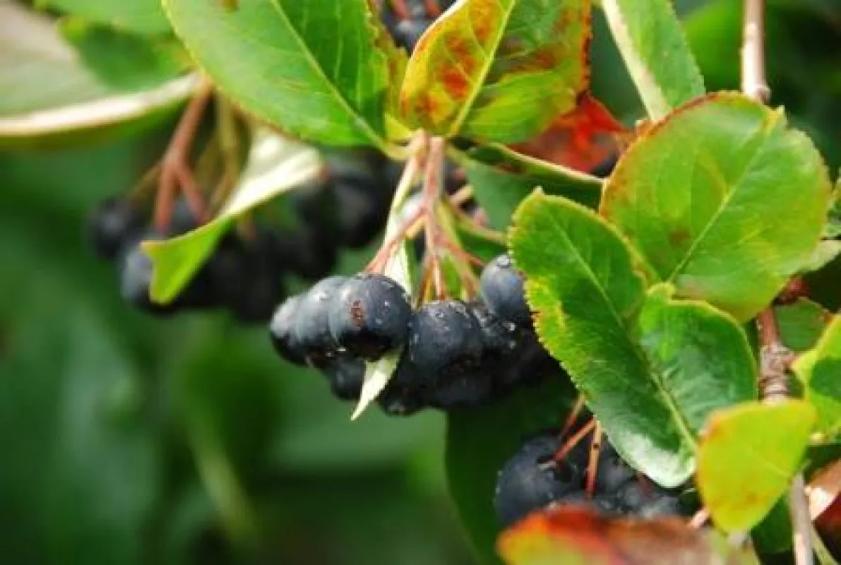 Aroniabeeren im August: Sie blühen wündershön im Mai, sind Mitte August reif und färben sich ab Ende September tiefrot. Die Sträucher sind sehr anspruchslos und winterhart. Aronia-Pflanzen wachsen in