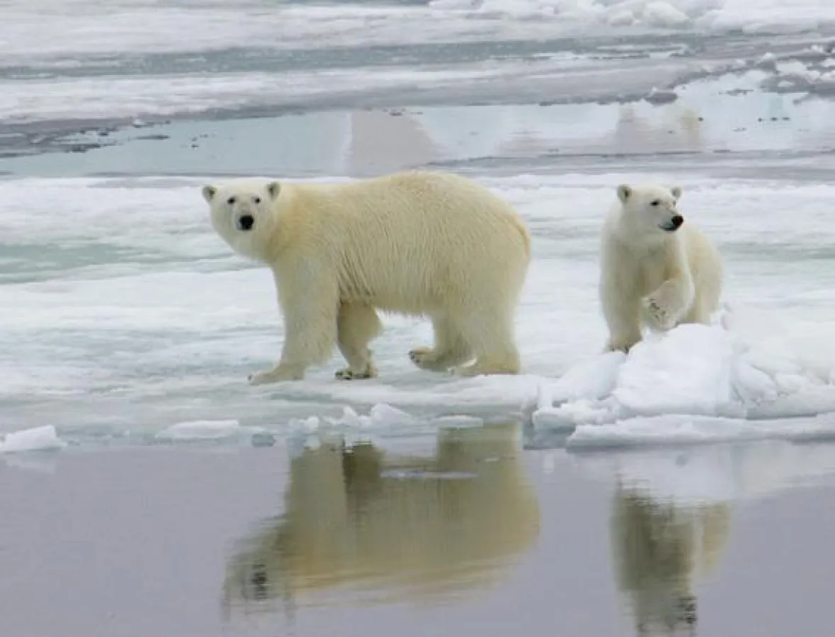 Klimareise bis nach Spitzbergen: Eisbären in freier Natur © Foto: Nina Bailey