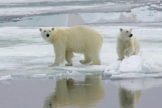 Auf den Spuren des Klimawandels nach Nord-Europa Bild: Auf den Spuren des Klimawandels nach Nord-Europa