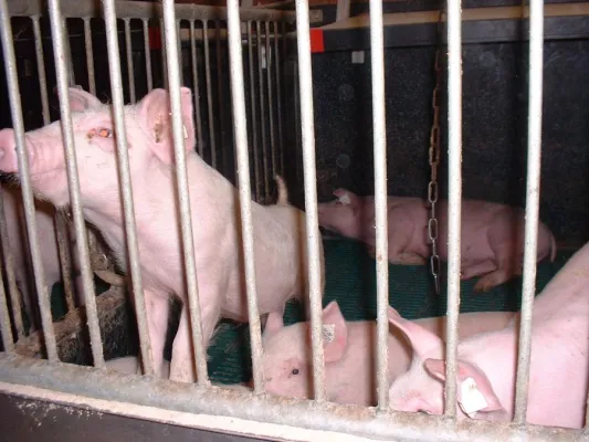 Bild: Tierversuche - ein Randbereich der Tierausbeutung