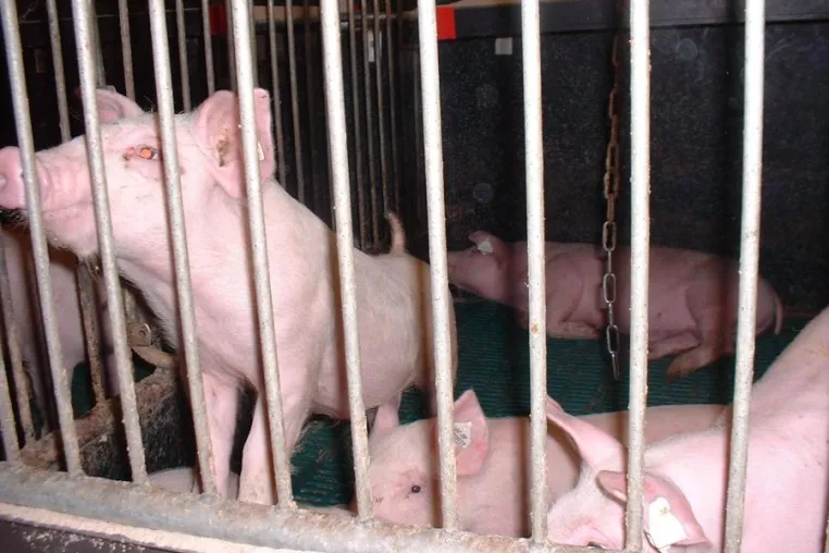 Tierversuche - ein Randbereich der Tierausbeutung Bild: Tierversuche - ein Randbereich der Tierausbeutung