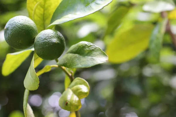Bild: Bergamotte lässt die Sonne auch an trüben Tagen scheinen