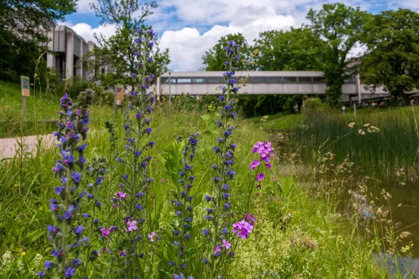 Bild: Welttag der Artenvielfalt – Ökologische Vielfalt auf dem Campus