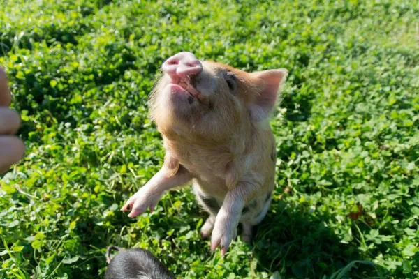 Bild: Junge Kune Kune-Schweine haben soziale Lernfähigkeiten und ein erstaunlich gutes Gedächtnis