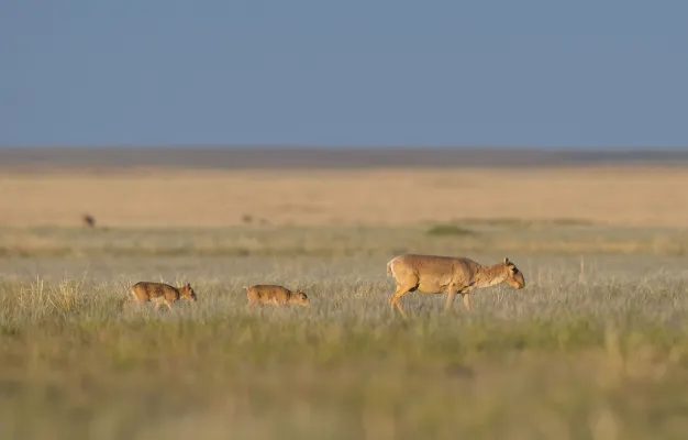 Bild: Erfolg für den Naturschutz: Die Saiga-Antilope ist nicht mehr 'vom Aussterben bedroht'