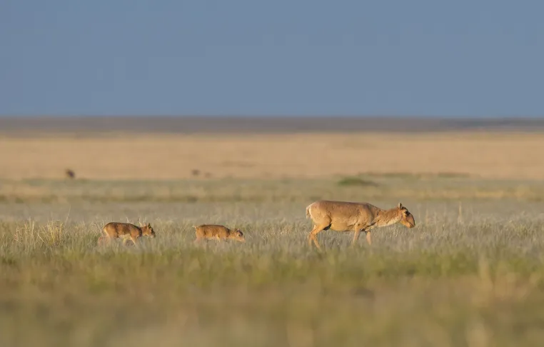 Erfolg für den Naturschutz: Die Saiga-Antilope ist nicht mehr 'vom Aussterben bedroht' Bild: Erfolg für den Naturschutz: Die Saiga-Antilope ist nicht mehr 'vom Aussterben bedroht'